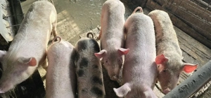 De vânzare soldani.