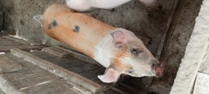Porc de vânzare 50-60 kg - imagine 3