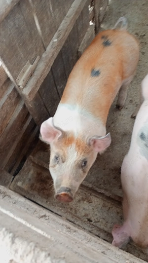 Porc de vânzare 50-60 kg - imagine 2