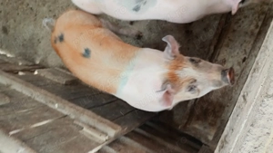 Porc de vânzare 50-60 kg