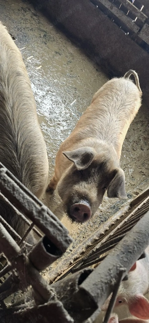 De vânzare  2 bucati ,au intre 100  120 kg . - imagine 4