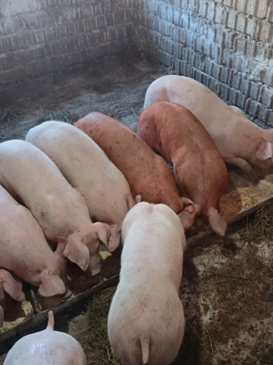 grasuni rasă carne 35-38 kg castrati , asigur transport - imagine 4