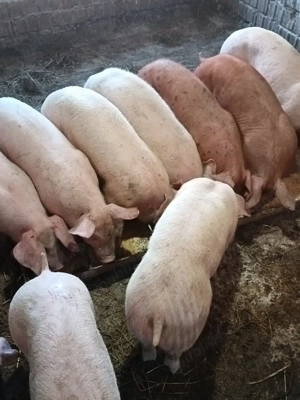 grasuni rasă carne 35-38 kg castrati , asigur transport - imagine 2