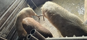 De vânzare  2 bucati ,au intre 100  120 kg . - imagine 2