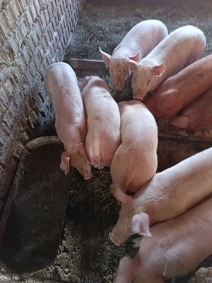 grasuni rasă carne 35-38 kg castrati , asigur transport - imagine 3