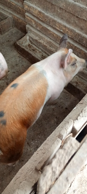 Porc de vânzare 50-60 kg - imagine 4