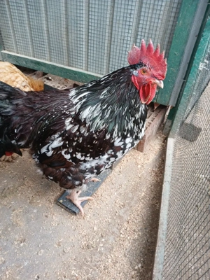 Cocoș Sussex porțelan de vînzare  - imagine 3