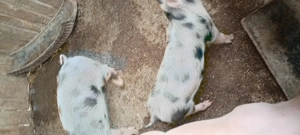 Purcei de vânzare  - imagine 3