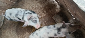 Purcei de vânzare  - imagine 2