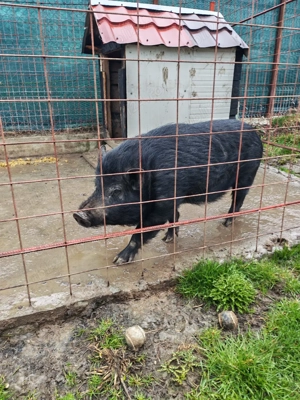 Porc mistreț cu vietnamez schimb - imagine 3