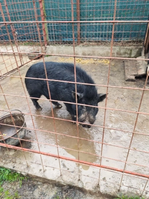 Porc mistreț cu vietnamez schimb - imagine 5