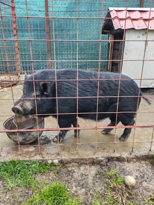 Porc mistreț cu vietnamez schimb - imagine 2