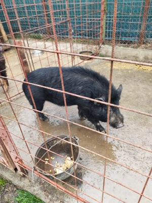 Porc mistreț cu vietnamez schimb - imagine 4