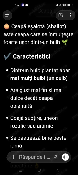 vînd ceapă eșalotă (hașma) - imagine 2