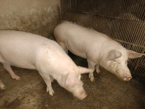Vând porci cu o greutate de 100 de kg buni pentru reproducție 4 scrofițe bune de dat la vier.  - imagine 5
