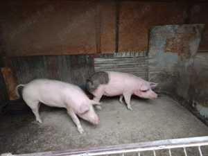 Vând porci cu o greutate de 100 de kg buni pentru reproducție 4 scrofițe bune de dat la vier.  - imagine 3