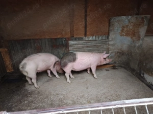 Vând porci cu o greutate de 100 de kg buni pentru reproducție 4 scrofițe bune de dat la vier.  - imagine 4