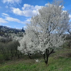 Vindem teren pitoresc pe deal in Oradea