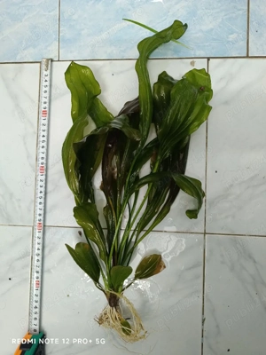 plante acvariu  - imagine 3