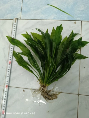 plante acvariu  - imagine 5