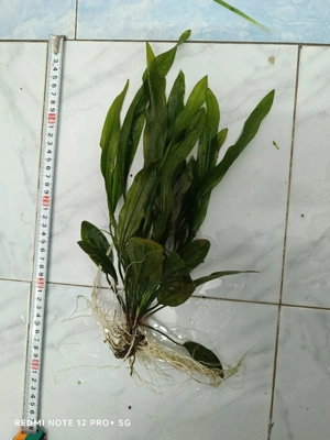 plante acvariu  - imagine 4