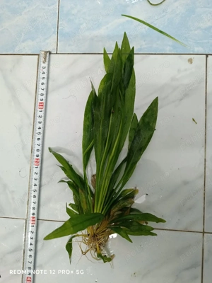 plante acvariu  - imagine 2