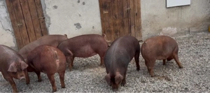 Scroafe gestante Duroc 