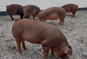 Scroafe gestante Duroc 