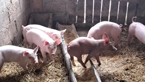 Disponibili purcei landras  - imagine 3