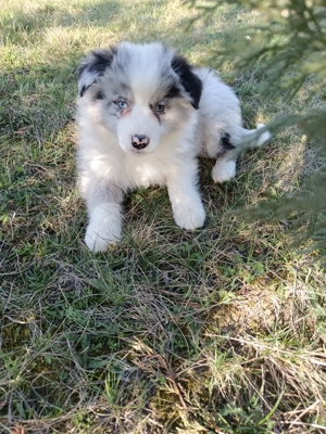 oferim pui border colilie spre vânzare 