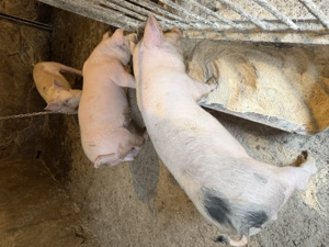 Vand purcei soldanasi - imagine 2