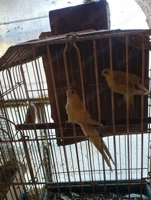 Vand Papagali cintatori. - imagine 3