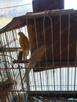 Vand Papagali cintatori. - imagine 2