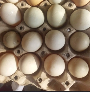 Vând Ouă de rața pentru incubat !! - imagine 2