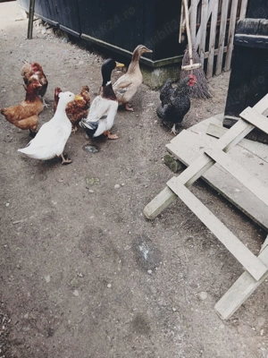 Vând Ouă de rața pentru incubat !! - imagine 3