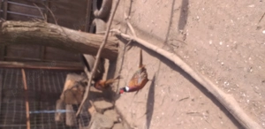 Fazani(masculi), gascani si rădoi  - imagine 3