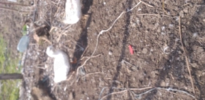 Fazani(masculi), gascani si rădoi 