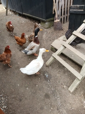 Vând Ouă de rața pentru incubat !! - imagine 4