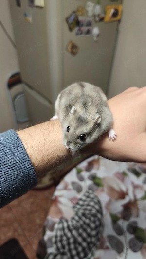 donez hamster siberian 