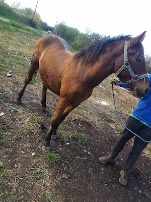 Mânza de vanzare un an și 8 luni 