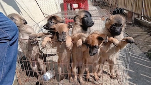 Ciobănesc Belgian Malinois