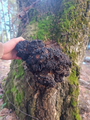 Chaga naturală (Inonotus obliquus)   calitate premium
