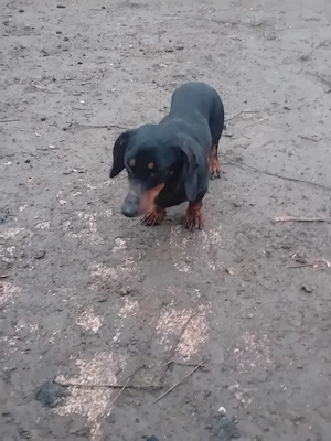 Vind femela teckel - imagine 4