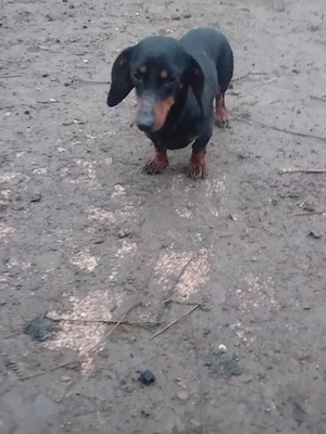 Vind femela teckel - imagine 3