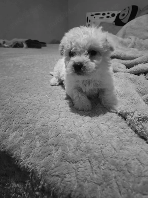 Vand bichon miny toy baietel 6 saptamani