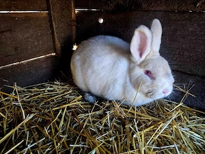 Iepuri neozeelandez  - imagine 2