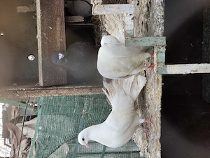 Porumbei înfoiați  - imagine 3