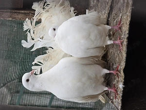 Porumbei înfoiați  - imagine 4