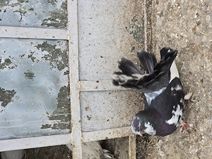 Porumbei înfoiați  - imagine 2