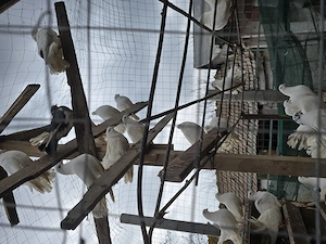 Porumbei înfoiați  - imagine 5